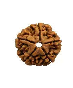 Natural Panch Mukhi Rudraksha